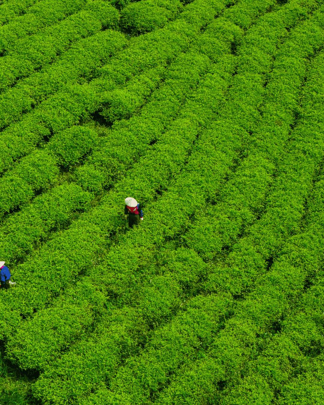 Origin: Asian Plateau Coffee